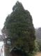 DSCN5411.JPG